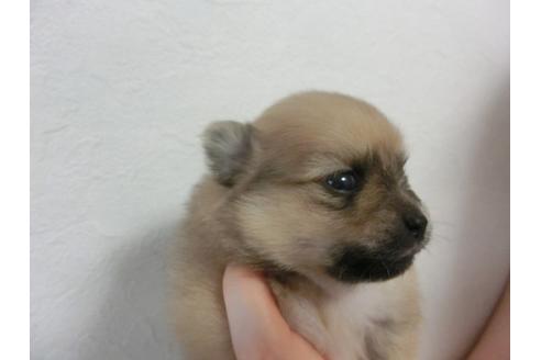 成約済の福岡県のポメラニアン-32303の1枚目