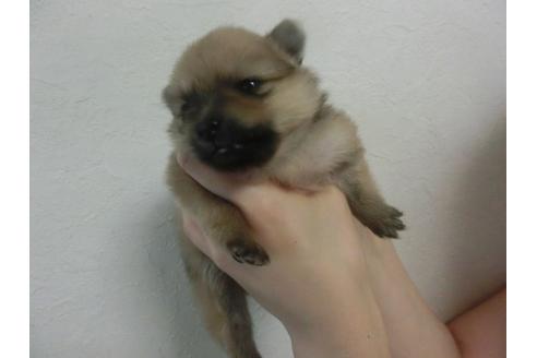 成約済の福岡県のポメラニアン-32303の2枚目