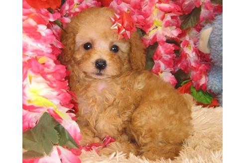 成約済の茨城県のトイプードル-32310の4枚目