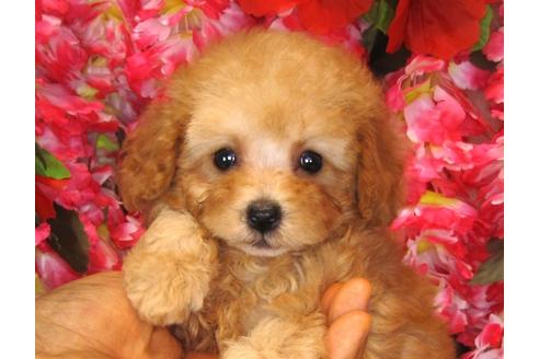 成約済の茨城県のトイプードル-32310の5枚目