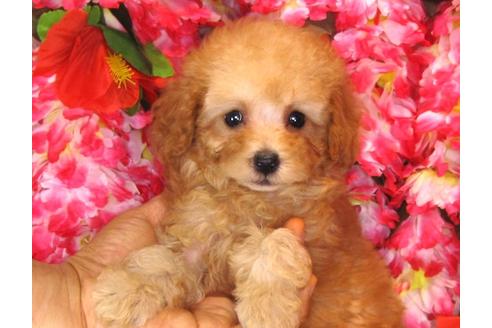 成約済の茨城県のトイプードル-32310の1枚目