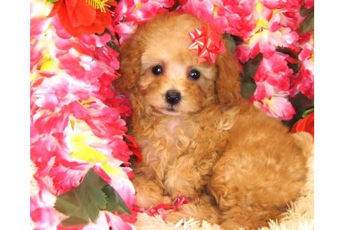 成約済の茨城県のトイプードル-32310の3枚目