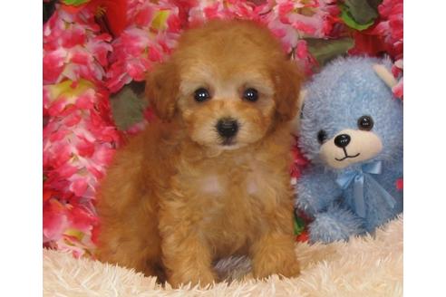 成約済の茨城県のトイプードル-32311の4枚目