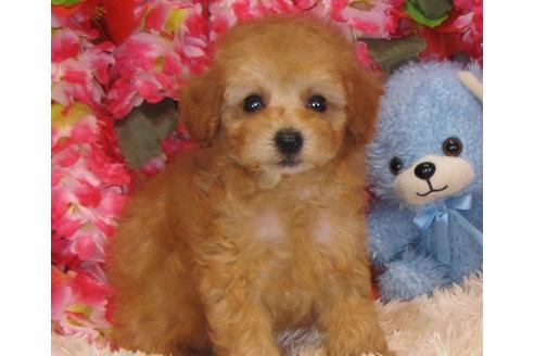 成約済の茨城県のトイプードル-32311の5枚目