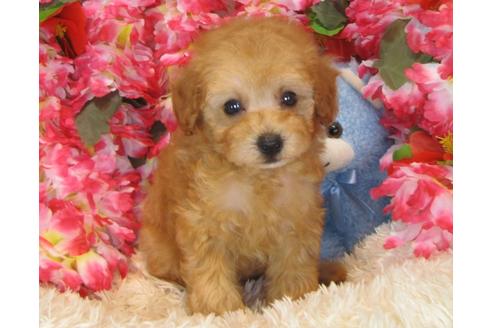 成約済の茨城県のトイプードル-32311の1枚目