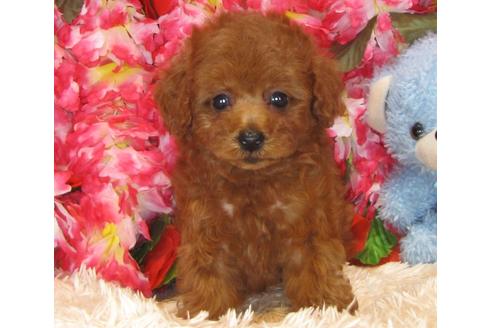 成約済の茨城県のトイプードル-32312の2枚目