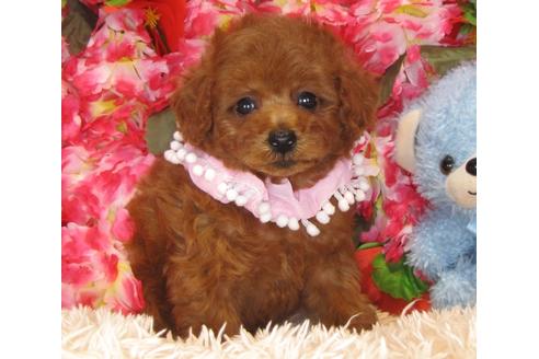 成約済の茨城県のトイプードル-32312の5枚目