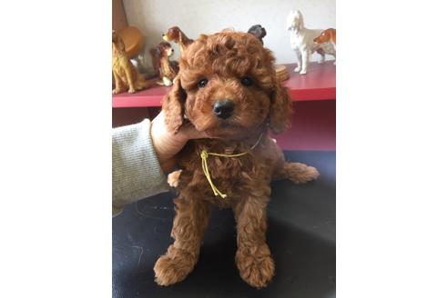 成約済の神奈川県のトイプードル-32349の2枚目