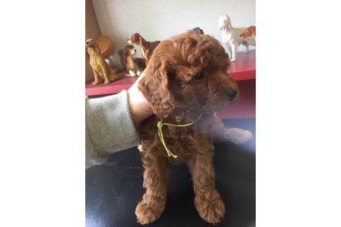 成約済の神奈川県のトイプードル-32349の1枚目