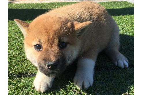 成約済の長崎県の柴犬-30399の5枚目