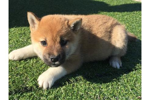 成約済の長崎県の柴犬-30399の1枚目