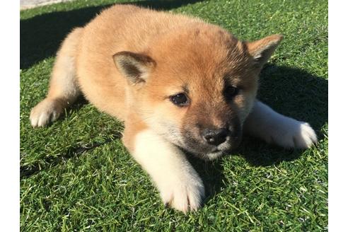成約済の長崎県の柴犬-30399の2枚目