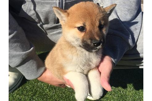 成約済の長崎県の柴犬-30399の4枚目