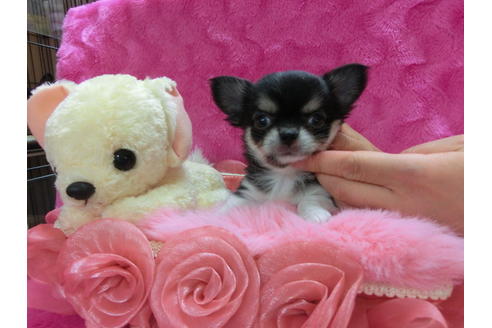 成約済の京都府のチワワ(ロングコート)-32407の2枚目