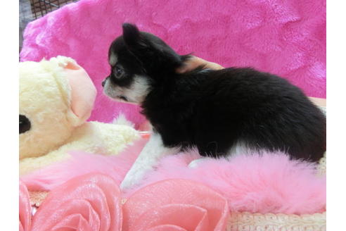 成約済の京都府のチワワ(ロングコート)-32407の1枚目