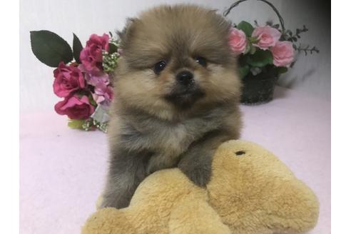 成約済の大阪府のポメラニアン-32410の5枚目