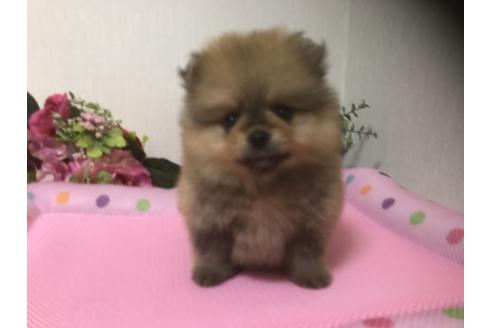 成約済の大阪府のポメラニアン-32410の4枚目