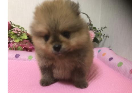 成約済の大阪府のポメラニアン-32410の1枚目