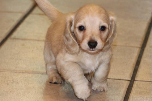 成約済の愛知県のカニンヘンダックスフンド(ロングヘアード)-31303の5枚目