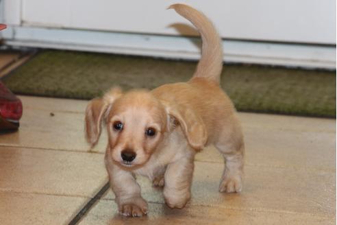 成約済の愛知県のカニンヘンダックスフンド(ロングヘアード)-31303の4枚目