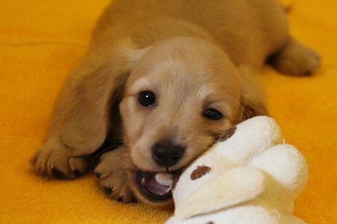 成約済の愛知県のカニンヘンダックスフンド(ロングヘアード)-31303の3枚目