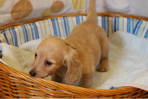 成約済の愛知県のカニンヘンダックスフンド(ロングヘアード)-31303の1枚目
