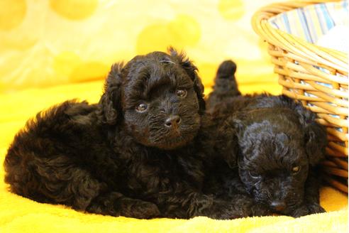 成約済の愛知県のトイプードル-31437の5枚目