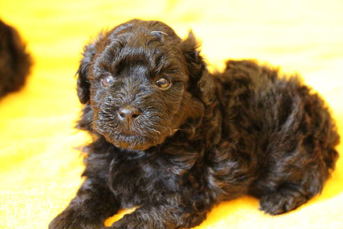 成約済の愛知県のトイプードル-31437の3枚目