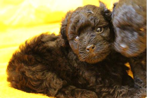 成約済の愛知県のトイプードル-31437の2枚目