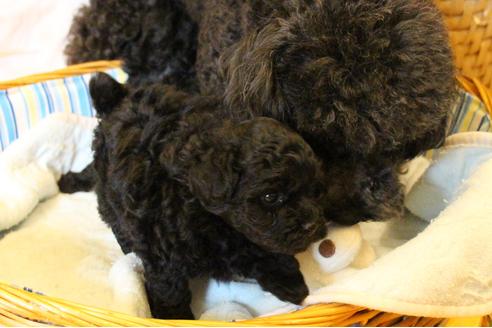 成約済の愛知県のトイプードル-31437の1枚目