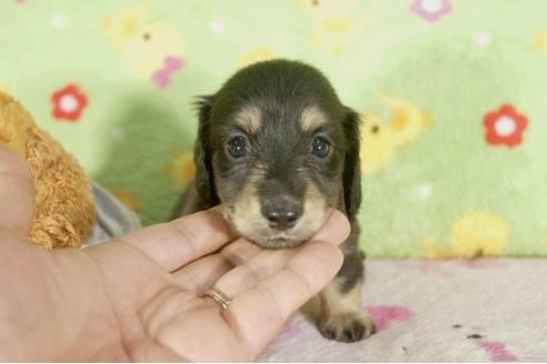 成約済の兵庫県のミニチュアダックスフンド-32473の1枚目