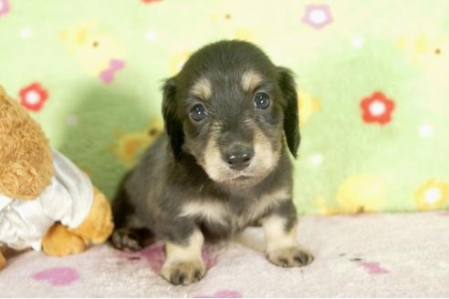 成約済の兵庫県のミニチュアダックスフンド-32473の2枚目