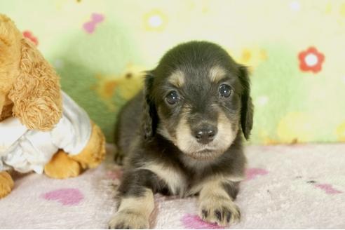 成約済の兵庫県のミニチュアダックスフンド-32473の3枚目