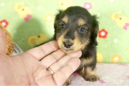 成約済の兵庫県のミニチュアダックスフンド-32474の2枚目