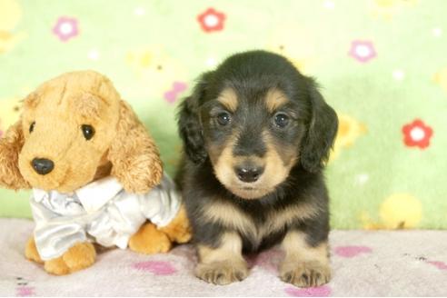 成約済の兵庫県のミニチュアダックスフンド-32474の3枚目