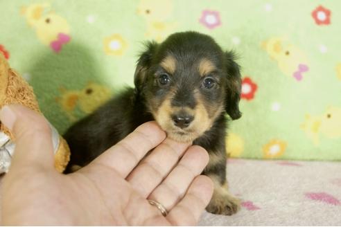 成約済の兵庫県のミニチュアダックスフンド-32474の4枚目