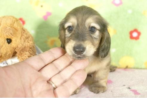 成約済の兵庫県のミニチュアダックスフンド-32475の4枚目