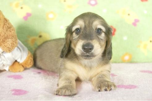 成約済の兵庫県のミニチュアダックスフンド-32475の1枚目