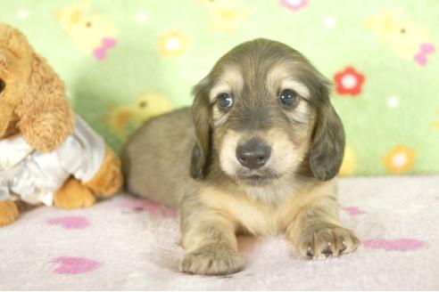 成約済の兵庫県のミニチュアダックスフンド-32475の2枚目