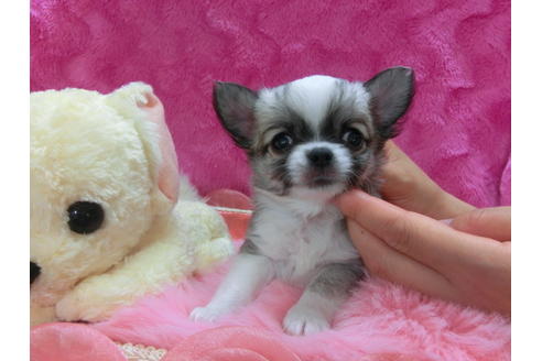 成約済の京都府のチワワ(ロングコート)-32486の3枚目