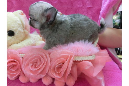 成約済の京都府のチワワ(ロングコート)-32486の2枚目