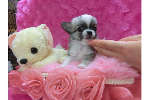 成約済の京都府のチワワ(ロングコート)-32486の1枚目