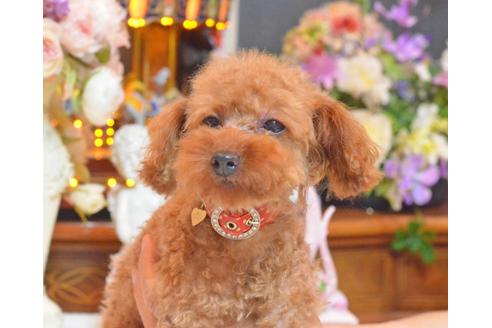 成約済の埼玉県のトイプードル-32498の5枚目