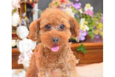 成約済の埼玉県のトイプードル-32498の2枚目