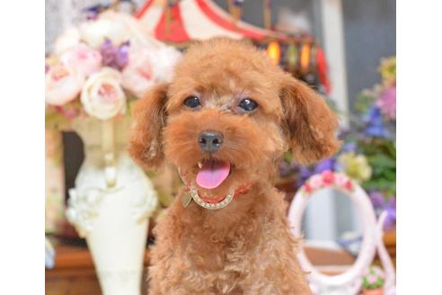 成約済の埼玉県のトイプードル-32498の3枚目