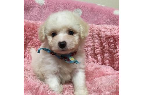 成約済の福岡県のマルプー:マルチーズ×トイプードル-32537の5枚目