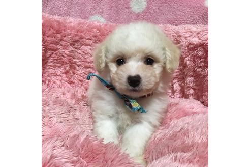 成約済の福岡県のマルプー:マルチーズ×トイプードル-32537の1枚目