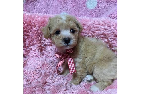 成約済の福岡県のマルプー:マルチーズ×トイプードル-32538の4枚目