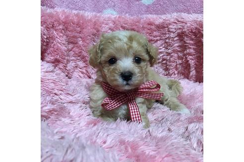 成約済の福岡県のマルプー:マルチーズ×トイプードル-32538の3枚目