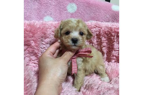 成約済の福岡県のマルプー:マルチーズ×トイプードル-32538の1枚目